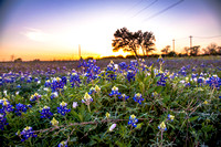 10 - Bluebonnets near Florence, TX
