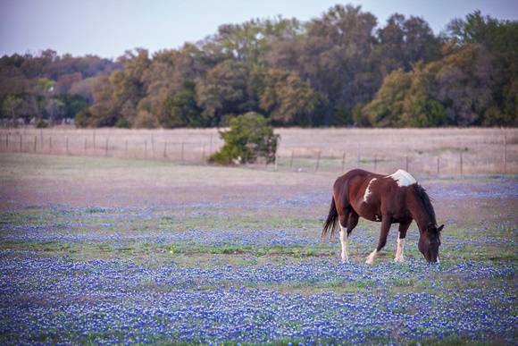 12 - Bluebonnets and  Horse -